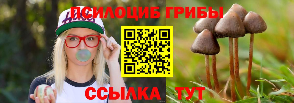 Псилоцибиновые грибы Psilocybe Павлово